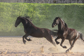 Frisian horses are energetic and playful, jumping and running