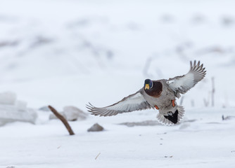 Mallrd flying in a winter back ground Quebec Canada.