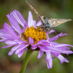 Moth on Bloom