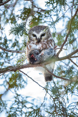Saw whet owl deep in a boreal forest in mid winter Quebec, Canada.