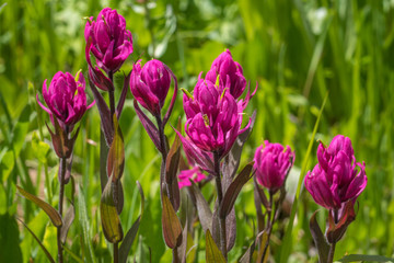 Fototapeta premium Rosy Paintbrush Patch