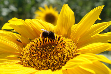 Sonnenblume - Biene mit blau weisem Himmel