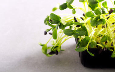 Sunflower herbs mini plant