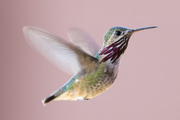 Calliope Portrait © David