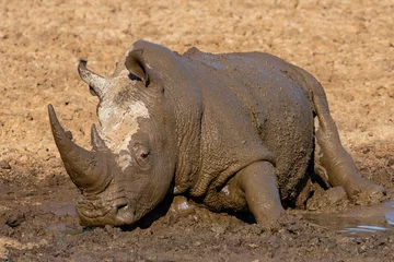 Gardinen Nashorn Rhino rolling in the mud in Mokala National Park in South Africa  © Louis