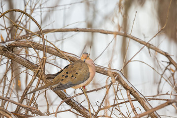 Mourning dove feeding in a boreal forest Quebec, Canada.
