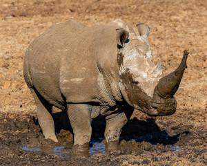 Fototapeta premium White rhinoceros having a mudbath in the Mokala National Park in South Africa