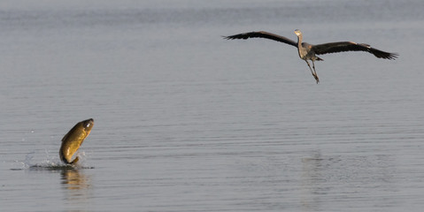 Heron Fishing