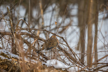 Mourning dove feeding in a boreal forest Quebec, Canada.