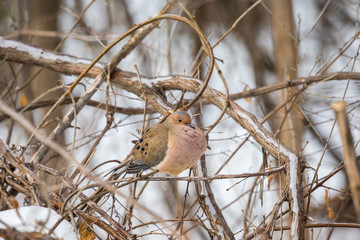 Mourning dove feeding in a boreal forest Quebec, Canada.