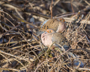 Mourning dove feeding in a boreal forest Quebec, Canada.