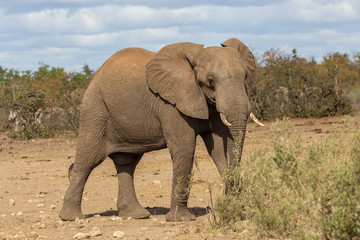Fototapeta na wymiar Elefant 16
