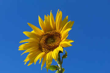 Sonnenblume - Biene mit blau weisem Himmel