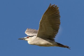 Gliding Heron