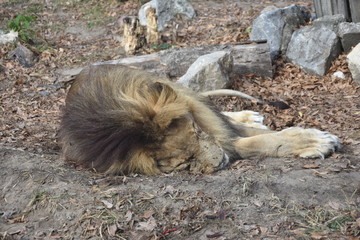 Naklejka premium One Sleeping and tired Lion