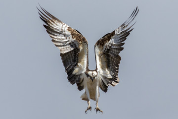 Spread Osprey