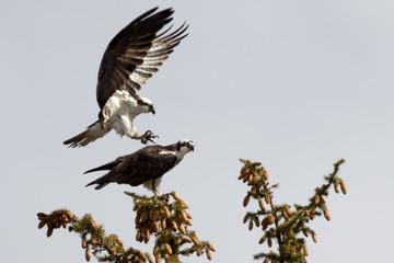 Osprey Attack