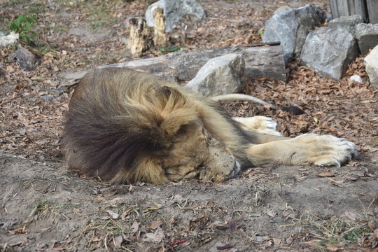 One Sleeping and tired Lion