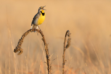 Singing Soprano