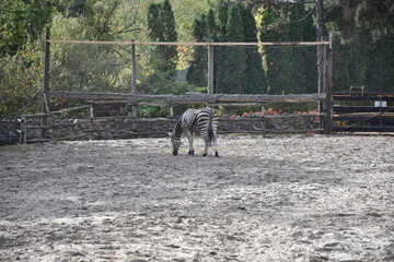 african plains zebra 