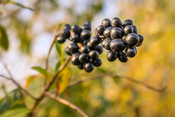 Nahaufnahme von Pflanzen