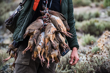 Rothühner-Partridge - in Spanien nach der Jagd 