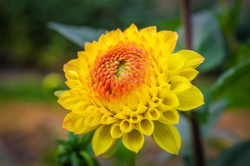 Nahaufnahme einer bunten Blume