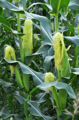 Young corn cobs with stigmas