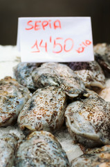 Fresh raw cuttlefish (Sepia) on fish market in Valencia, Spain