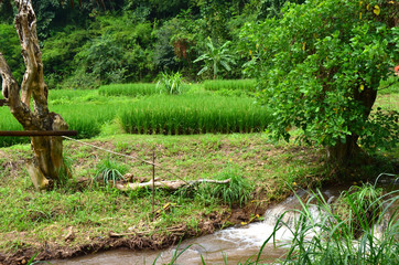 village femmes des longs cous thailande