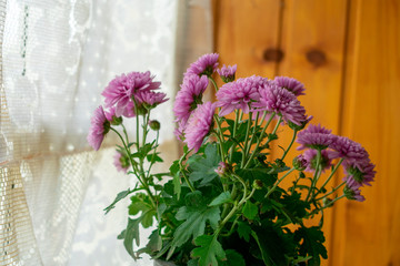 small bush lilac chrysanthemum growing in a pot by the window
