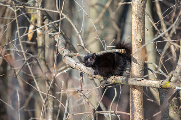 Black squirrel feeding in mid winter in a boreal forest Quebec, Canada.