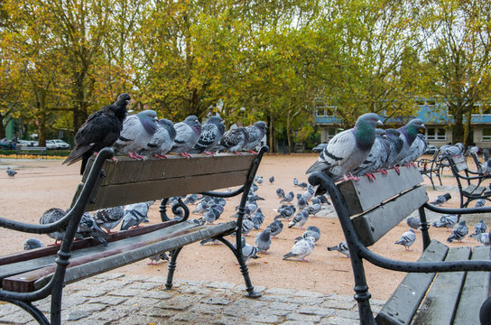 Pigeons sitting on a city park benchs on a rainy windy autumn day.