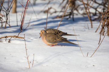 Mourning dove feeding in a boreal forest Quebec, Canada.