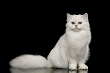 Adorable British breed Cat White color with Blue eyes, Sitting and looking in Camera on Isolated Black Background, front view