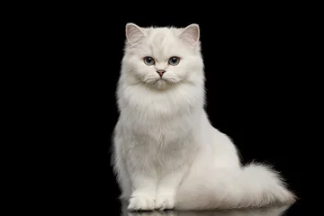 Crédence de cuisine en verre imprimé Chat Adorable chat de race britannique de couleur blanche aux yeux bleus, assis et regardant à huis clos sur fond noir isolé, vue de face