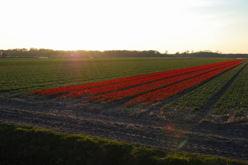 Red tulips with yellow edging growing in a field at sunset in early spring. Agriculture in the Netherlands.