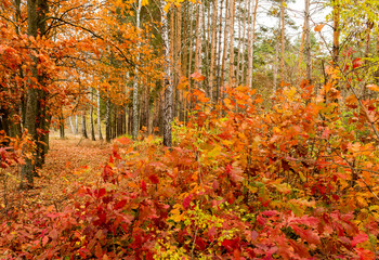 Bright autumn foliage of old and young oak shoots