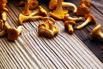 Raw wild chanterelle mushrooms. Composition with wild mushrooms