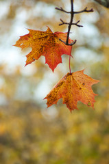 closeup of autumnal maple leaves in the forest