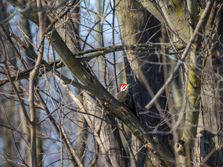 Pileated woodpecker in a boreal forest Quebec Canada in mid winter.