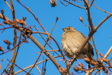 House sparrow perched on a tree branch. Passer domesticus.