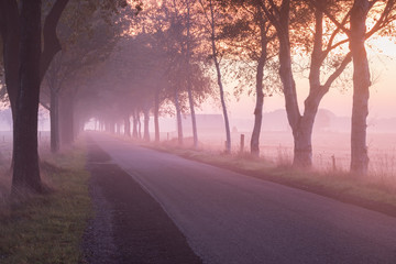 road between trees at foggy purple sunrise