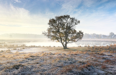 oak tree in mist by lake in autumn frosty morning