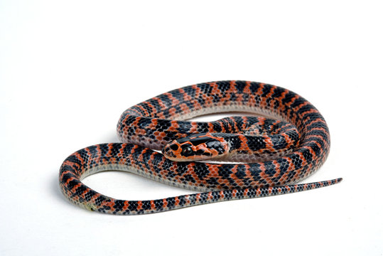 junge Grosszahnnatter (Lycodon rufozonatus) - Red-banded Snake