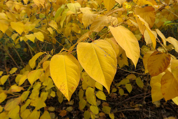 gelbe blätter im wald herbst laub blatt blattfärbung laubfärbung