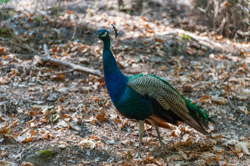 Obraz premium Beautiful peacock walking in the park