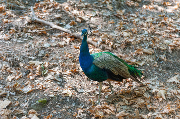 Obraz premium Beautiful peacock walking in the park