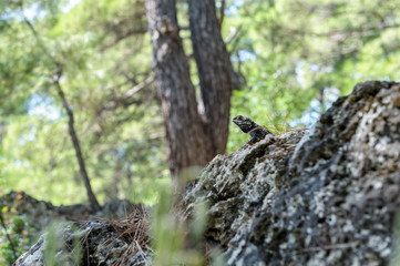 Obraz premium lizard sitting on a stone
