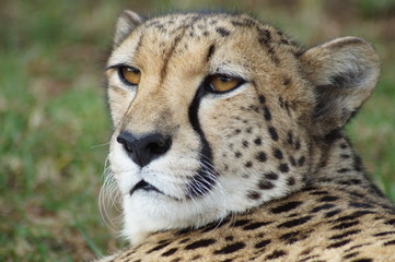 Gepard - Cheetah - South Africa